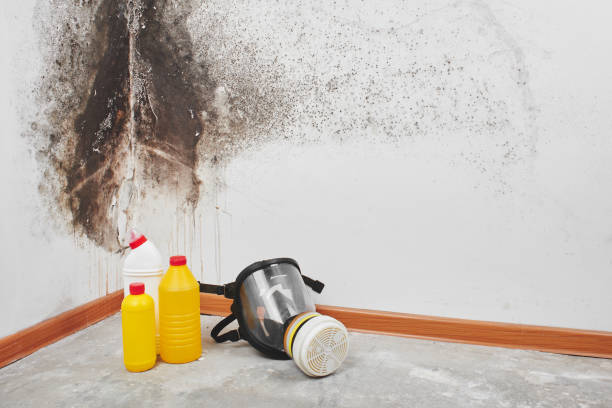 Best Mold Testing  in Pinckney, MI