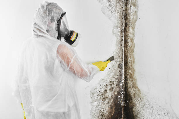 Best Residential Mold Removal  in Pinckney, MI
