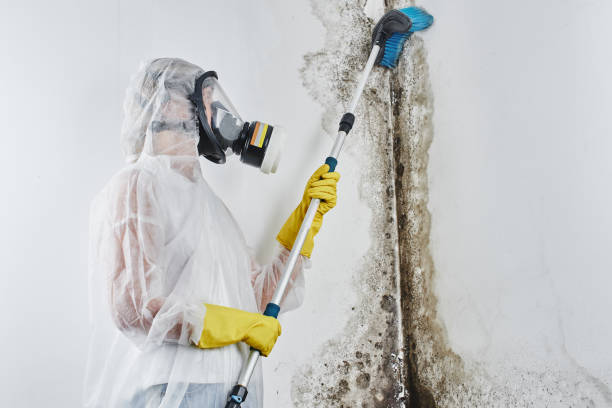 Best Mold Damage Repair  in Pinckney, MI