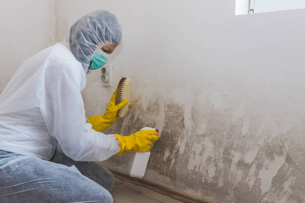 Best Certified Mold Removal  in Pinckney, MI