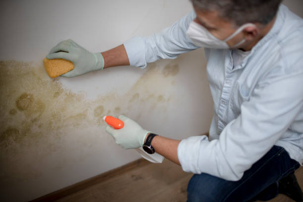 Best Mold Testing and Removal  in Pinckney, MI