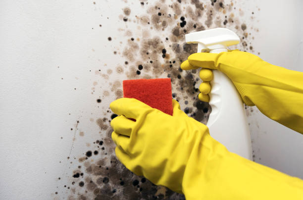 Home Mold Removal in Pinckney, MI