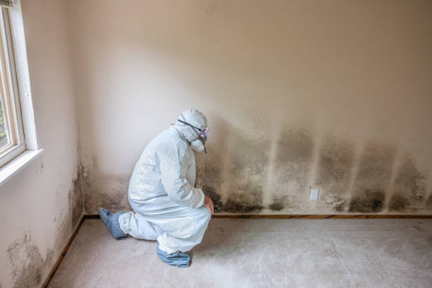 Best Professional Mold Removal  in Pinckney, MI