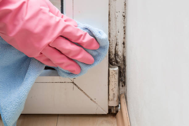 Best Fast Mold Removal  in Pinckney, MI