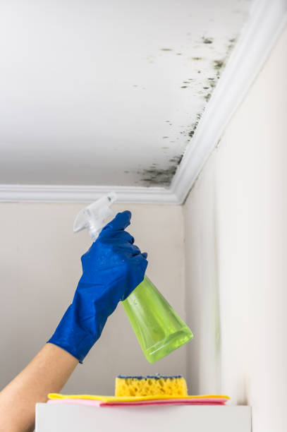 Best Mold Remediation  in Pinckney, MI